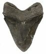 Heavy, Fossil Megalodon Tooth - South Carolina #51008-2